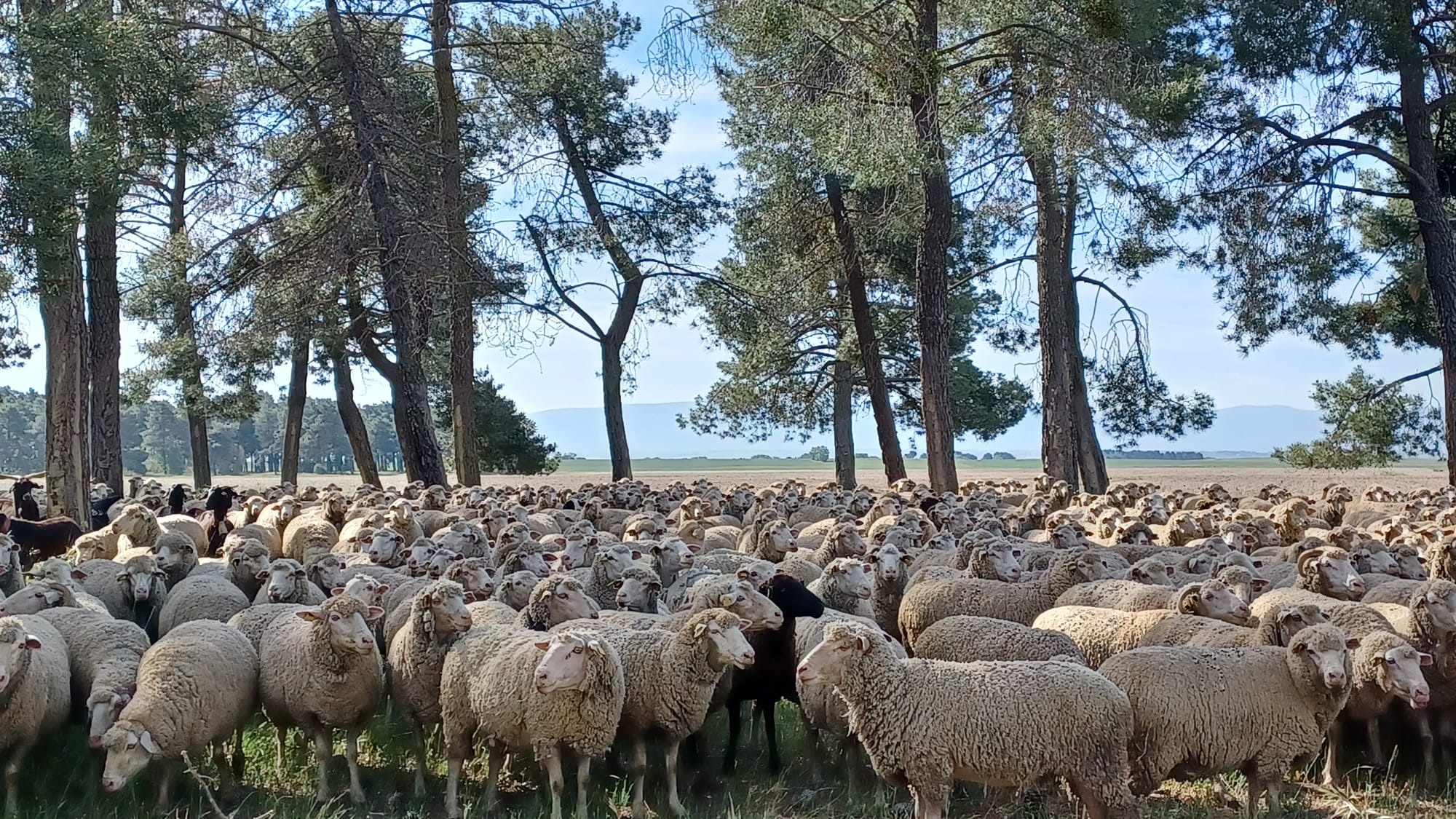 Entre ovejas y alguna que otra cabra