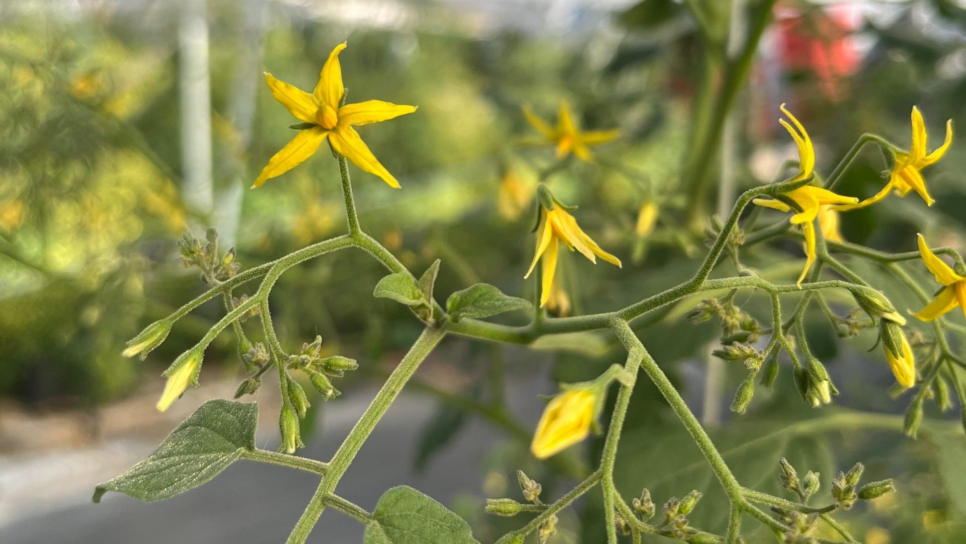 El tomate más pequeño del mundo