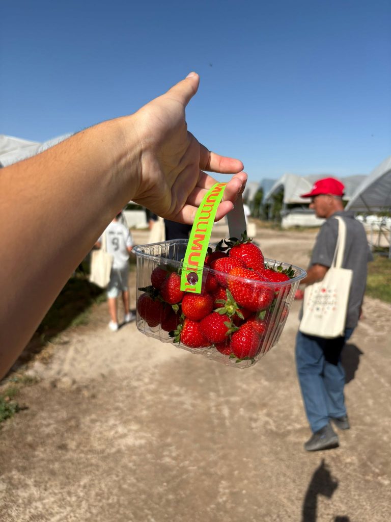 Cesta muMU Berries con fresas recolectadas por los asistentes el II Día de la Familia y los Amigos de El Pinar