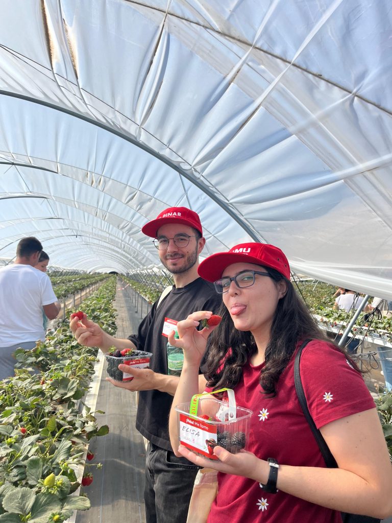 Asistentes recolectando fresas en los campos de El Pinar en Coca en el II Día de la Familia y los Amigos