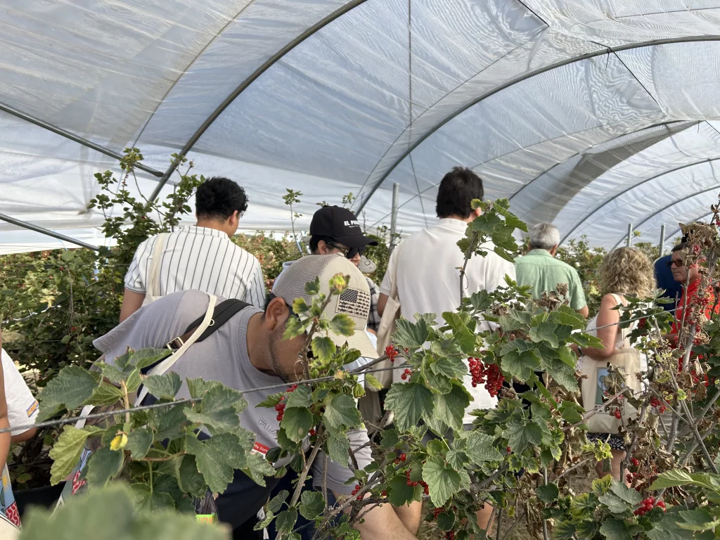Recolección de berries y otros frutos rojos en el campo de producción destinado a ello.